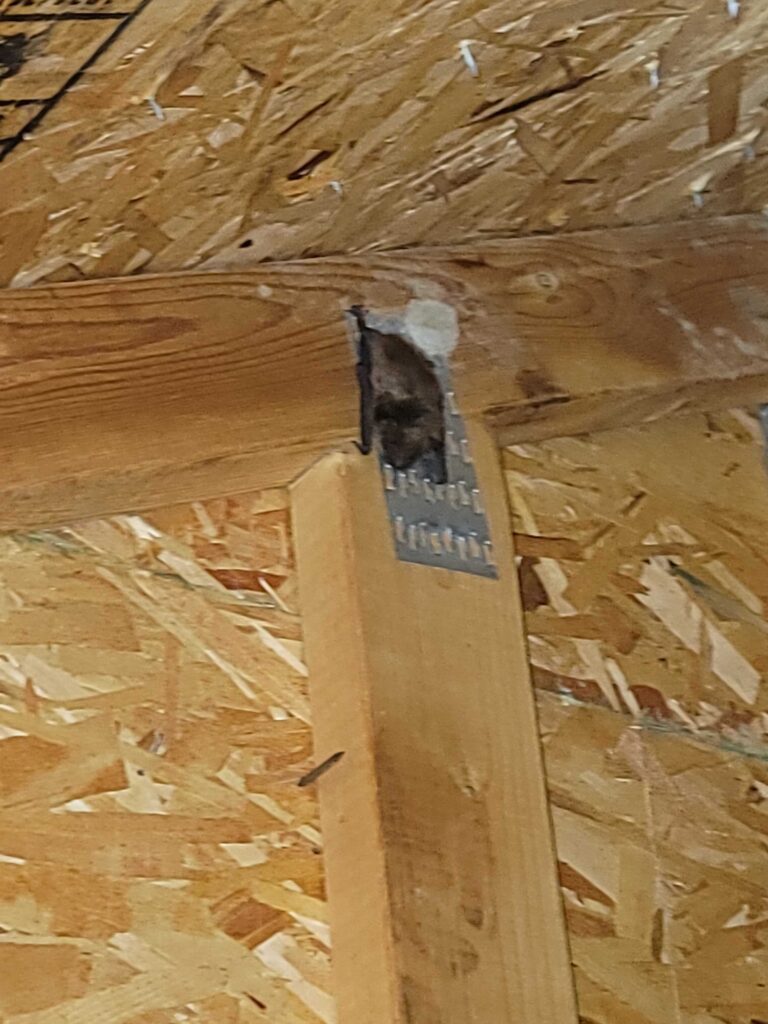 Bat Removal Chapel Hill