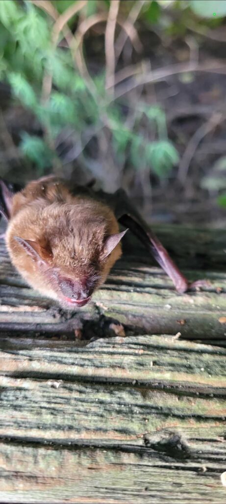Bat Removal Chapel Hill
