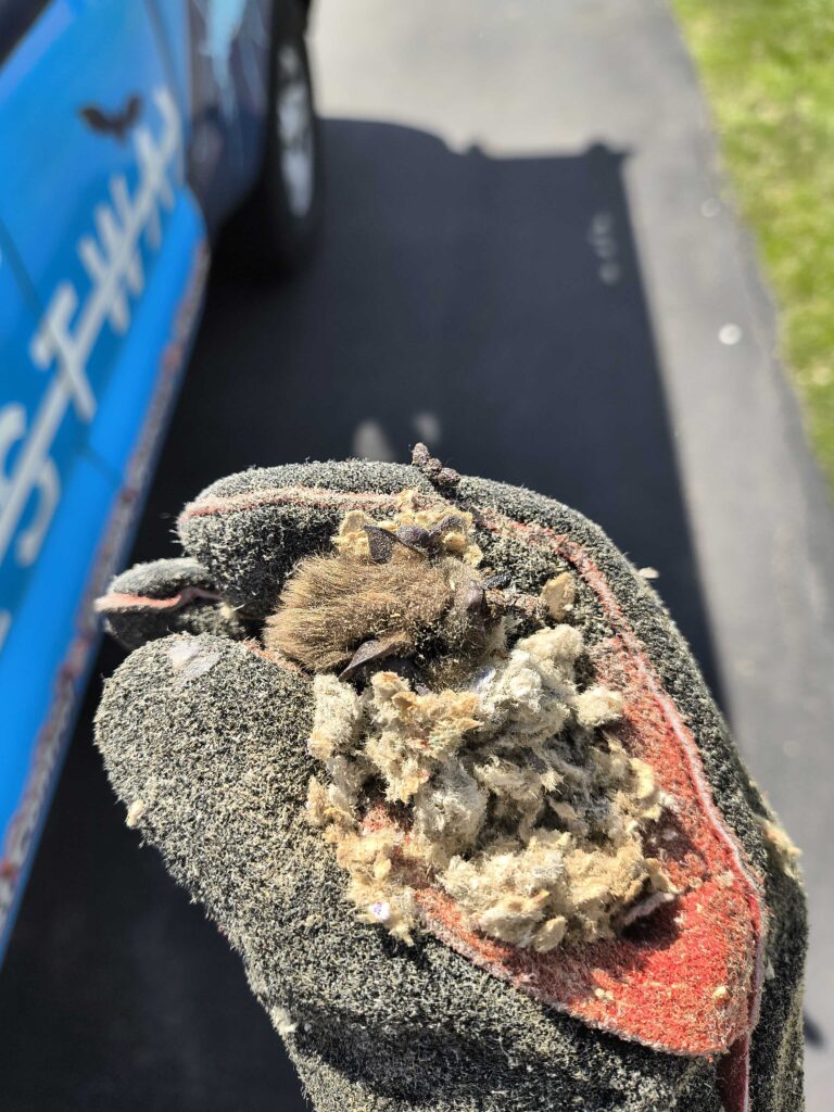 Bat Removal Chapel Hill