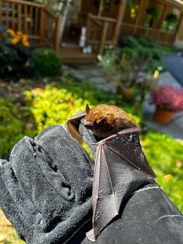 Bat Removal Chapel Hill