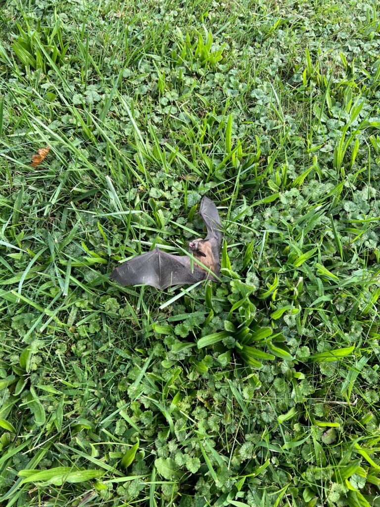 Bat Removal Chapel Hill