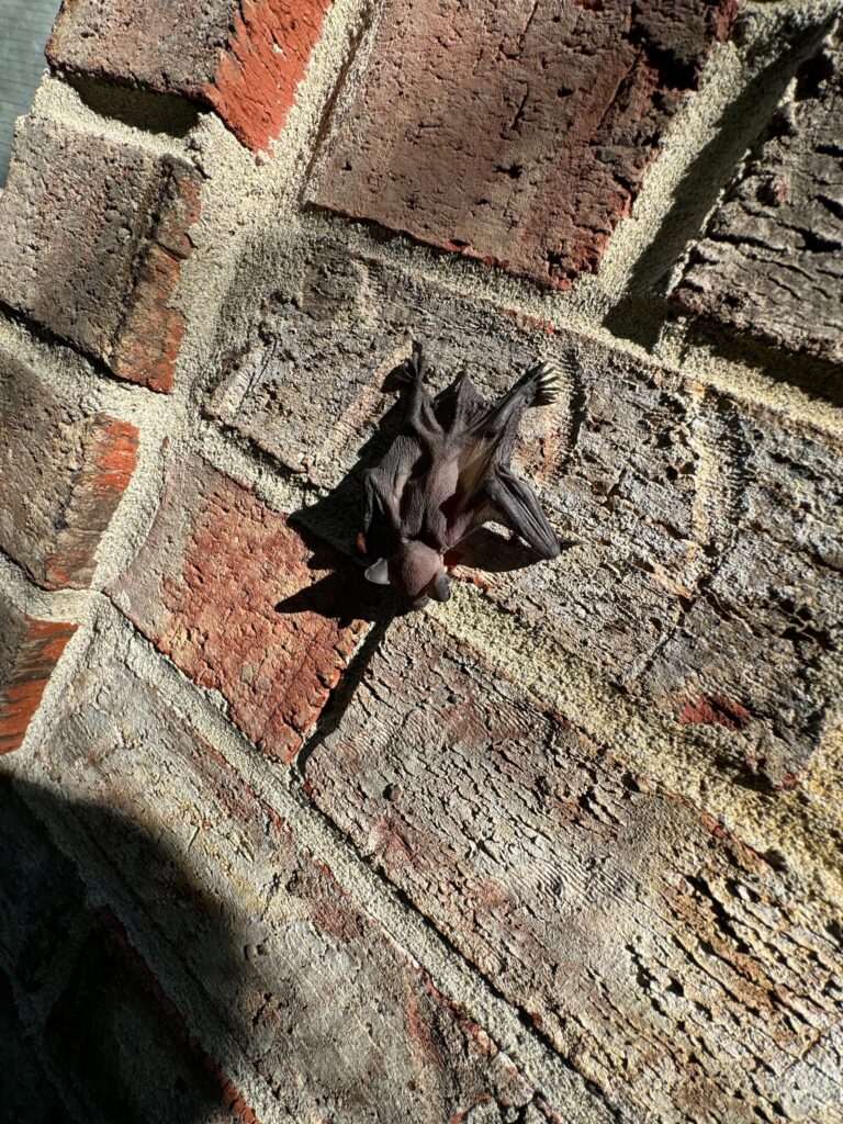 Bat Removal Chapel Hill