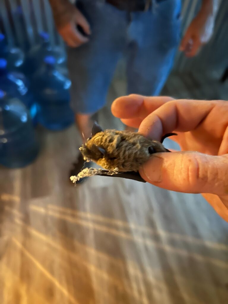 Bat Removal Chapel Hill